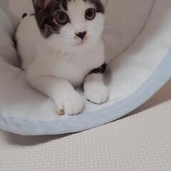 ★ご家族が決まりました★生後3ヵ月兄弟😾真ん丸で可愛いキジ白男の子💕