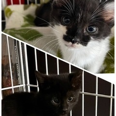 11月20日（日）保護猫の譲渡会🐈 - その他