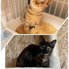 11月20日（日）保護猫の譲渡会🐈 − 滋賀県