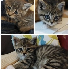 11月20日（日）保護猫の譲渡会🐈 - 大津市