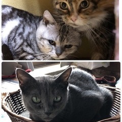 11月20日（日）保護猫の譲渡会🐈 - イベント