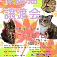 11月20日（日）保護猫の譲渡会🐈