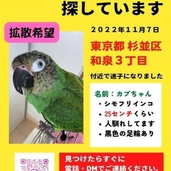 シモフリインコ(鳥)迷子 を探しています