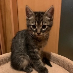 里親募集　キジトラ　2022年9月15日生まれ　子猫　仔猫