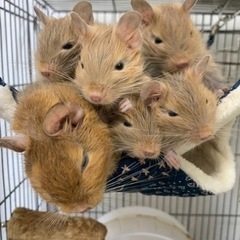 デグー　サンドカラー