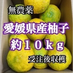 柚子　ゆず　10kg 無農薬　鬼北町産　R6.11月より受け渡し...