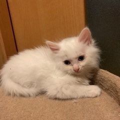 目の色は青色の長毛シロちゃん