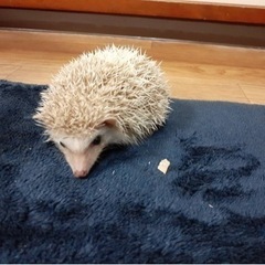 ハリネズミ🦔子供