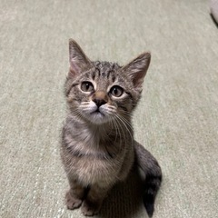一旦ストップしてます。質問などは答えています！