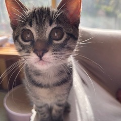 3匹兄弟一緒のお家の子になりました✨