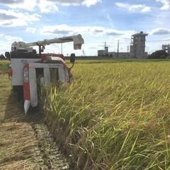 コシヒカリ玄米30kg令和４年産⑥（産地：栃木県さくら市）の画像