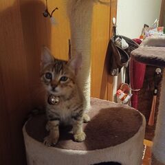 愛らしい　こねこちゃんの新しい家族を探しています。