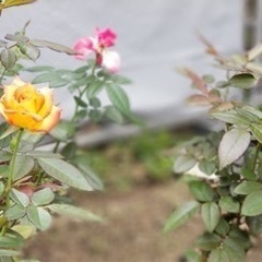 カフェとかご飯とかたべにいきませんか？ - 高知市
