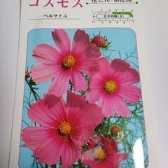 カネコ種苗 コスモス ２２袋セットの画像