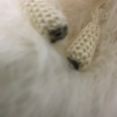 ショール　成人式の画像