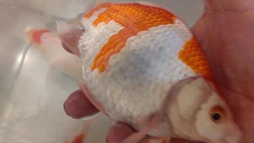 新潟玉サバ特大青木産地