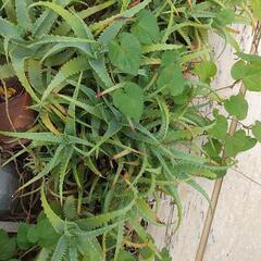 多肉植物　サボテン　キダチアロエ 約80cm箱詰めの画像