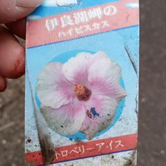 🌺ハイビスカス🌺