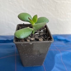 多肉植物　金のなる木