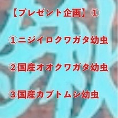 【プレゼント企画】カブトムシ幼虫・クワガタ幼虫　3匹セット①こち...