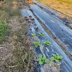 🍆安心　安全な野菜作り　無料　自由参加です。