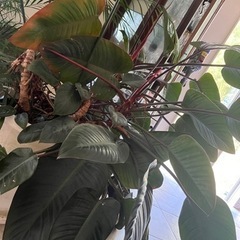 再お値下げ　観葉植物［お話中］の画像