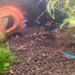 ミナミヌマエビ10匹プラス水草