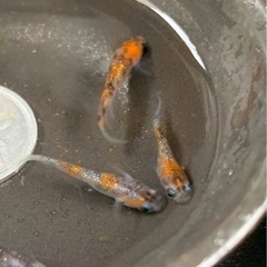三色ラメ　若魚　2ペア