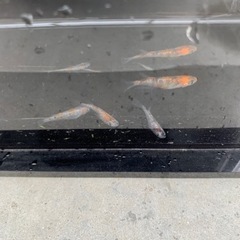 三色ラメ　若魚　2ペアの画像