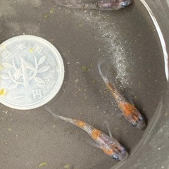 三色ラメ　若魚　2ペアの画像