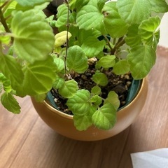 塊根植物　エレンスティー