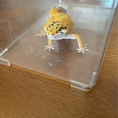 レオパ　生後4ヶ月　オス - その他