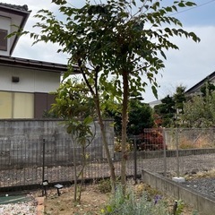 エゴノキ　約2メートル