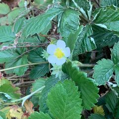 ワイルドストロベリー　鉢ごとの画像