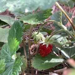ワイルドストロベリー　鉢ごとの画像