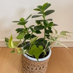 観葉植物  ボトスとクルシアロゼア