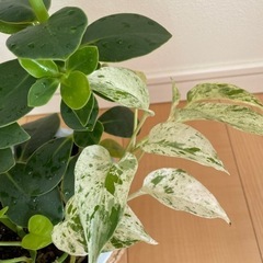 観葉植物  ボトスとクルシアロゼアの画像