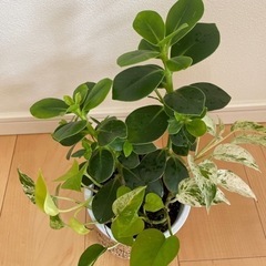 観葉植物  ボトスとクルシアロゼアの画像