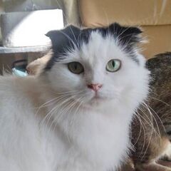 【譲渡が決定しました】白黒模様がかわいい長毛女子