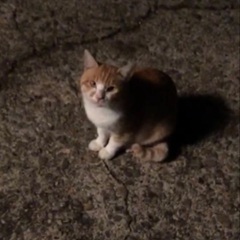 急募　茶白野良猫ちゃん里親 - 横手市