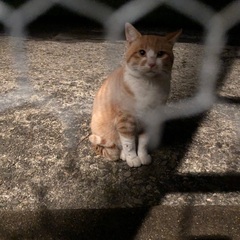 急募　茶白野良猫ちゃん里親 - 猫