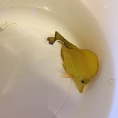 キイロハギとゴマハギのMIX生体の画像