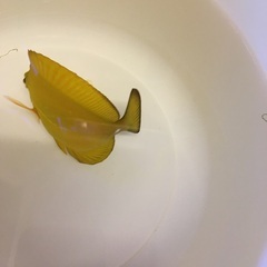 キイロハギとゴマハギのMIX生体の画像