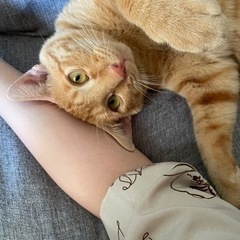 至急❗️人が大好きな１歳茶トラのオスです。