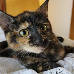 まんまる瞳の元気なサビ猫の女の子