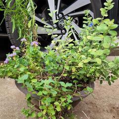 レモンマリーゴールド·アゲラタム·アメリカンブルー寄せ植えの画像