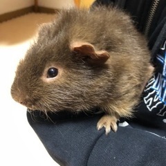 可愛がってくださる方。テッセルモルモット 里親