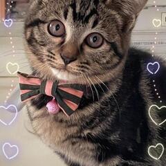 🌸正式譲渡🌸ありがとうございました❁⃘*.ﾟ