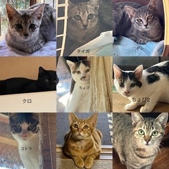 ☆猫カフェに委託決定☆多頭飼育崩壊　13匹(44匹中人馴れしたメンバー) 香川県　東かがわ市の画像
