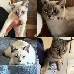 ☆猫カフェに委託決定☆多頭飼育崩壊　13匹(44匹中人馴れしたメンバー) 香川県　東かがわ市 - 東かがわ市